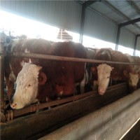 育肥养殖购买西门塔尔牛犊多少钱来养殖场山东晨旭牧业