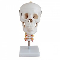 康谊牌KAY-X135头颅骨带颈椎模型 人体骨骼解剖模型