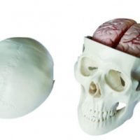 康谊牌KAY-X104E头颅骨带脑动脉模型 颅脑解剖模型