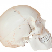 KAY-A152带数字标识头颅骨模型 头颅骨模型人体解剖模型