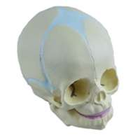 KAY-A160婴儿头颅骨模型 新生儿颅骨模型 颅骨模型