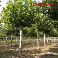 法国梧桐 造型优美12公分法桐 街道庭荫风景树
